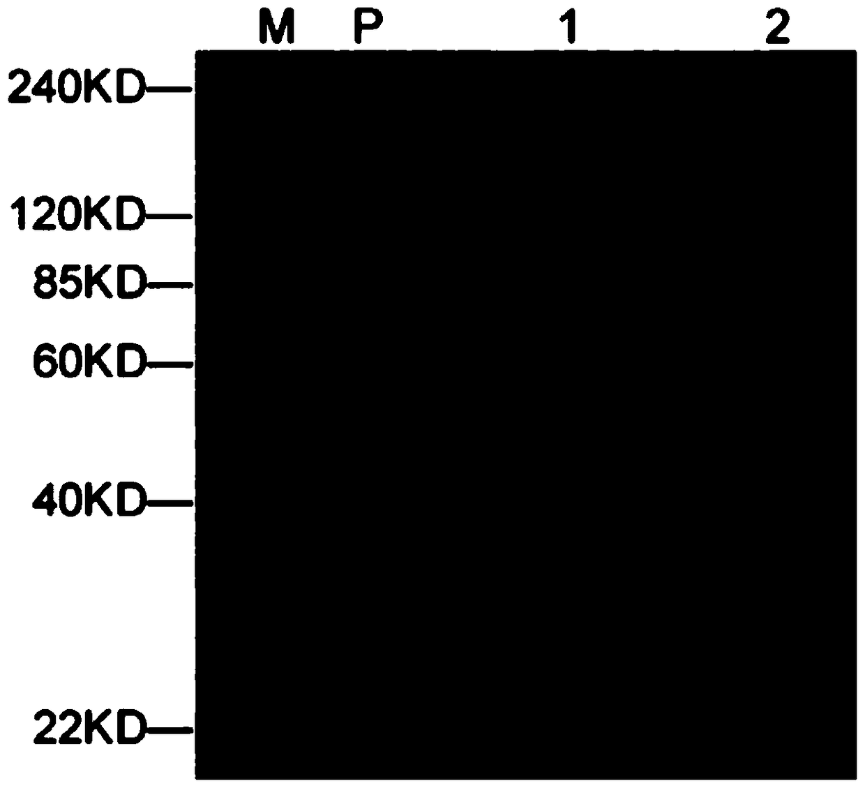 A three-dimensional compound cell aggregate model and its preparation method and application