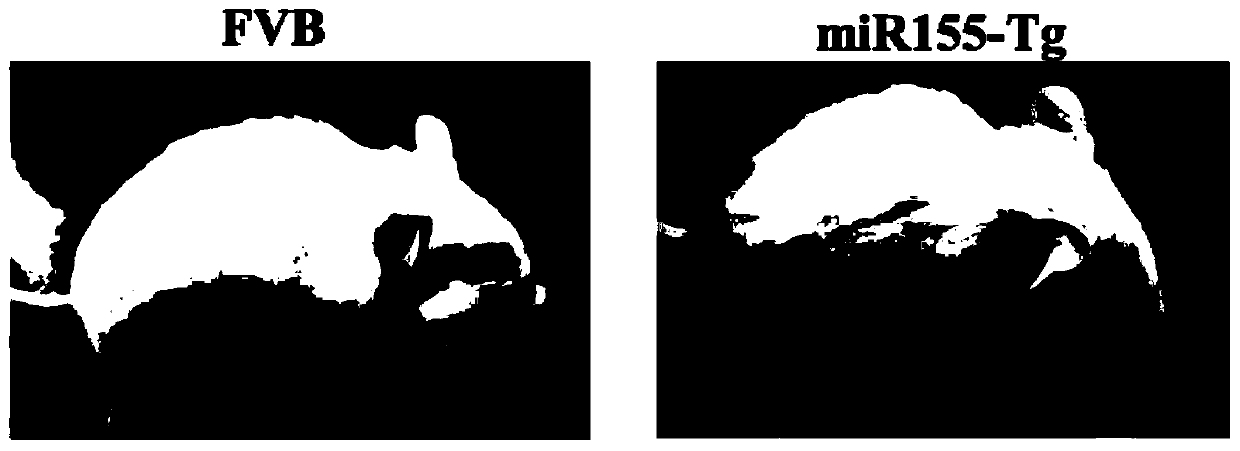 Construction method of miR155 overexpression mouse tongue squamous cell cancer model