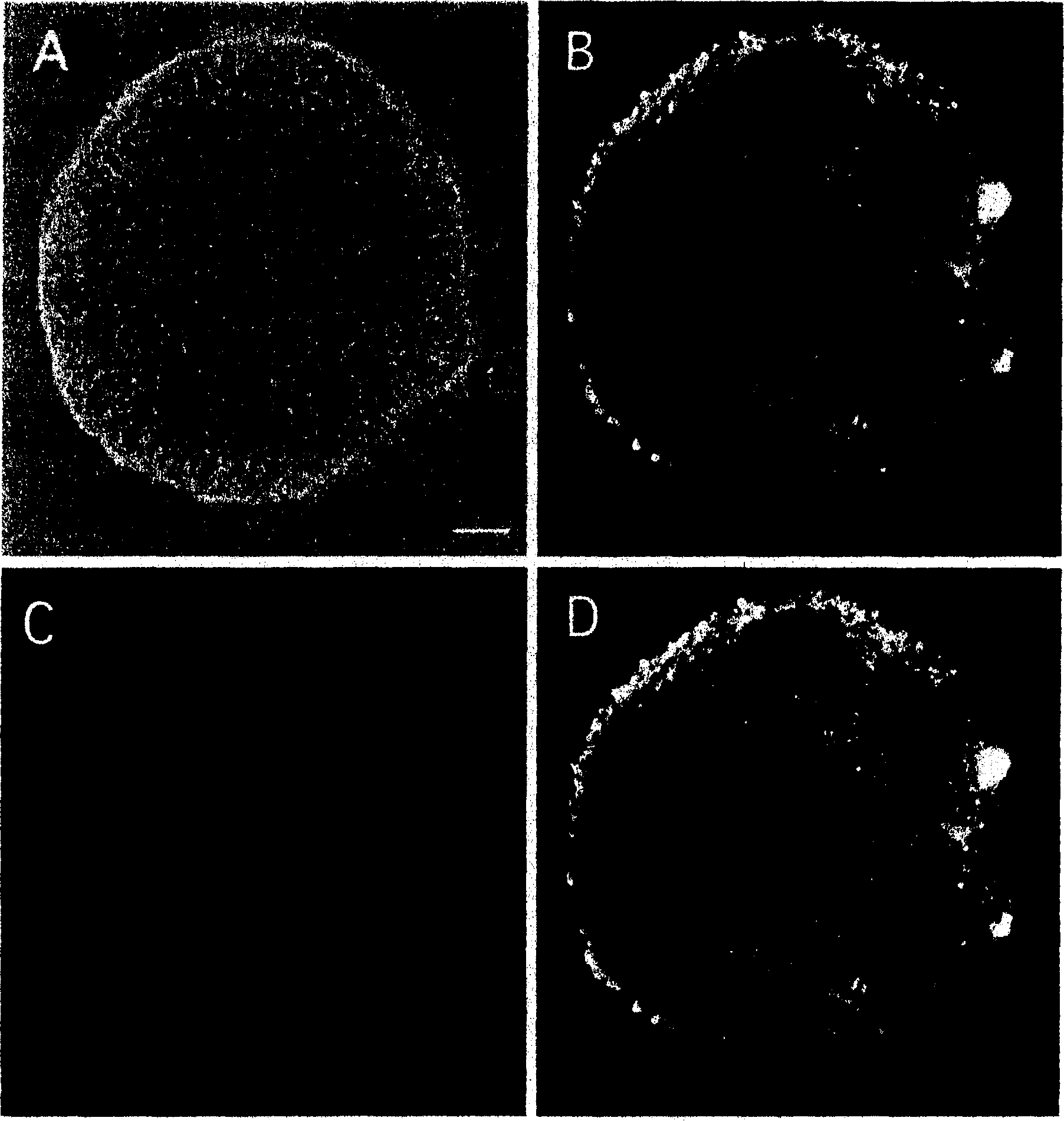 Process for producing nerve cells