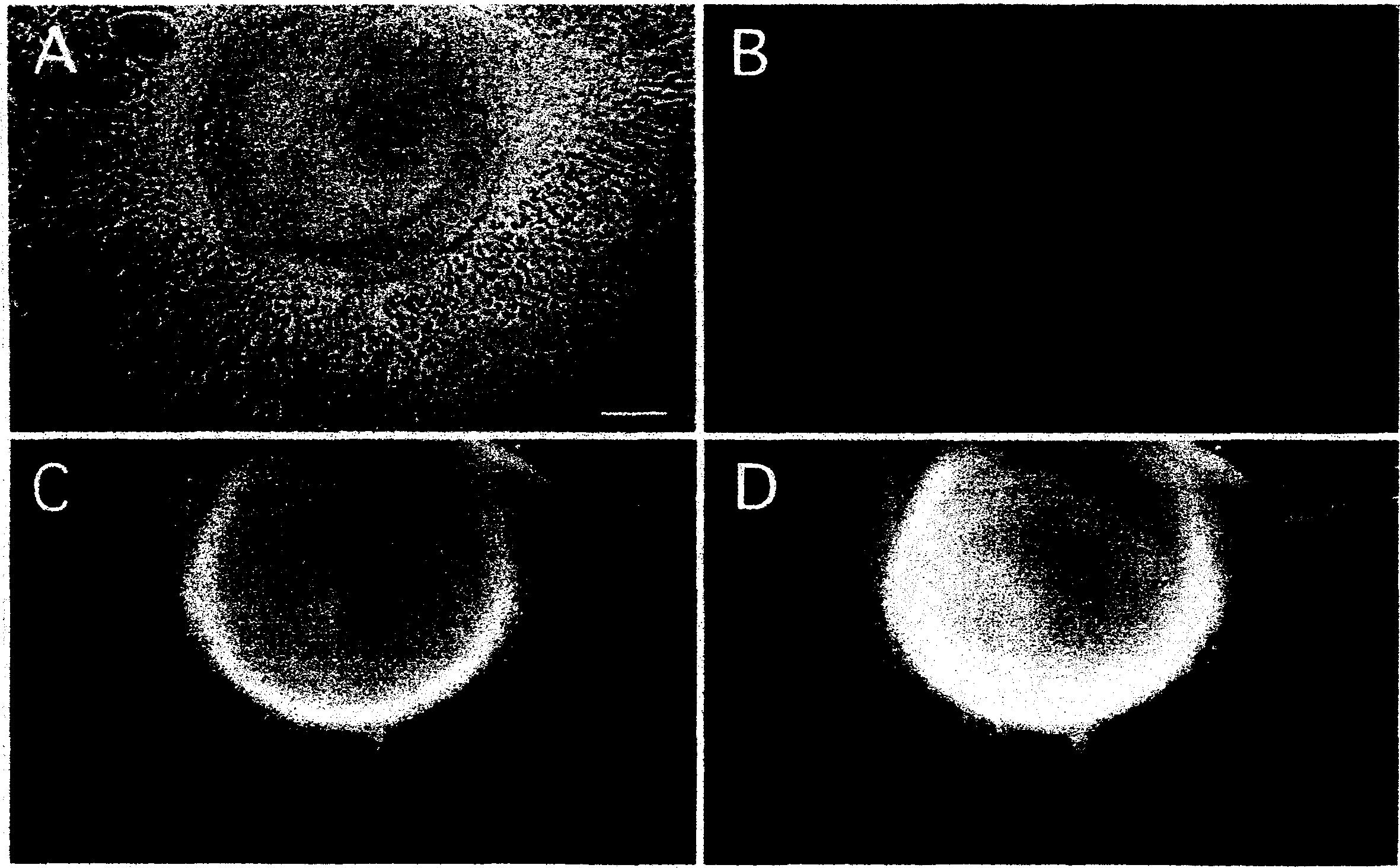 Process for producing nerve cells