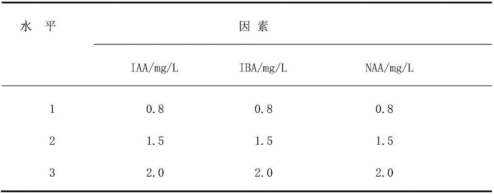 White cherry blossom tissue culture and rapid propagation method