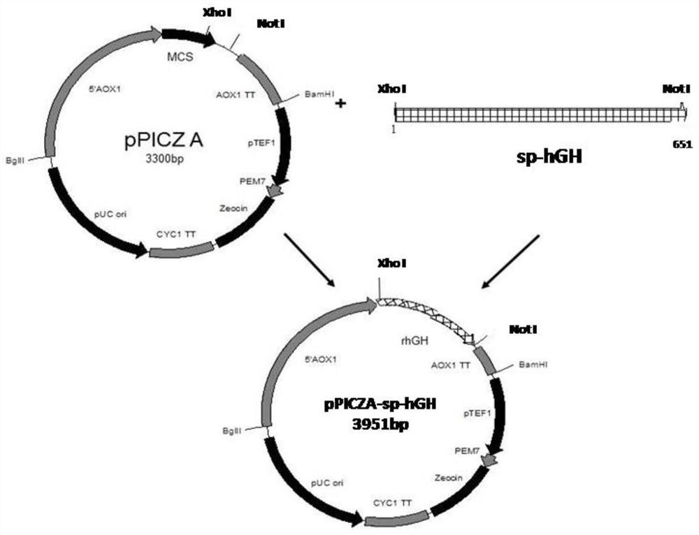 Recombinant human growth hormone and its expression method in eukaryotic system