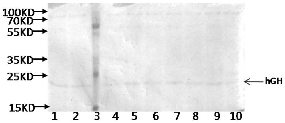 Recombinant human growth hormone and its expression method in eukaryotic system