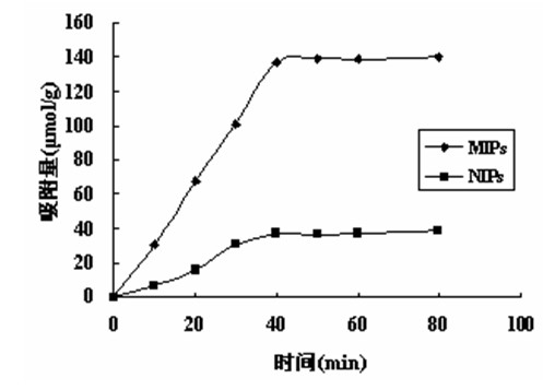 Method for preparing magnetic molecule mark polymer for detecting PDE-5 inhibitor