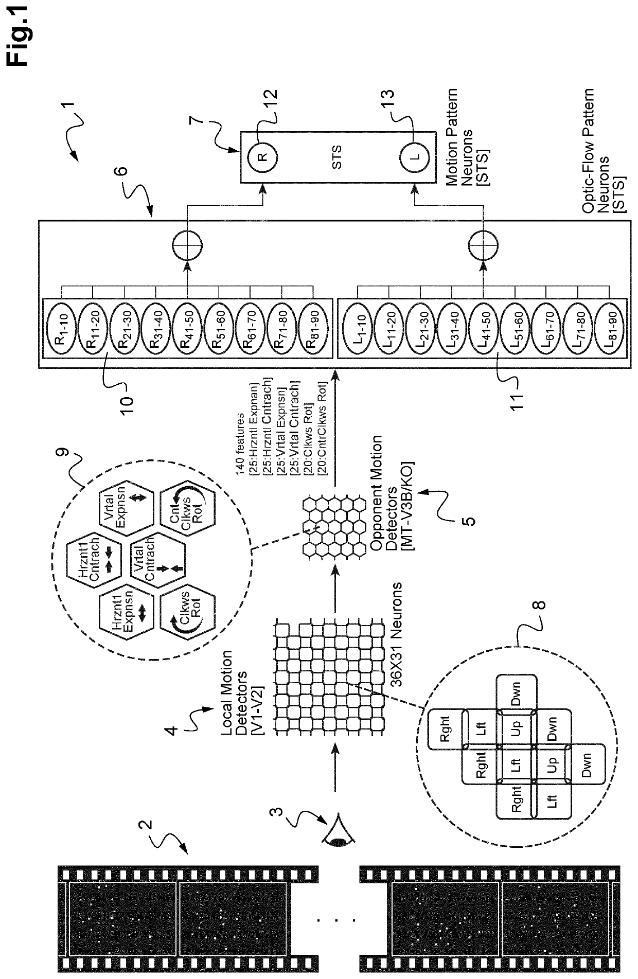 System simulating a decisional process in a mammal brain about motions of a visually observed body