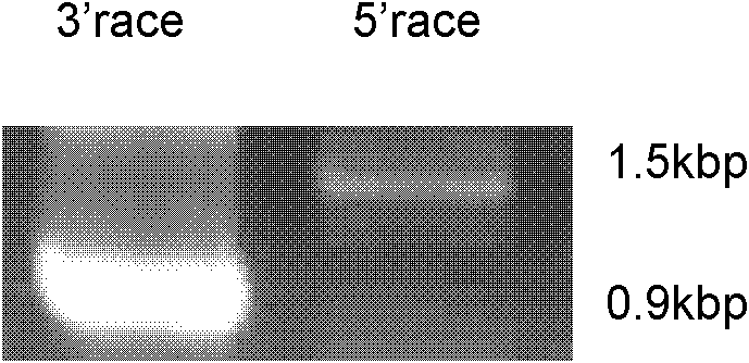 Preparation method and application of molecular marker of rape male sterile restoring gene