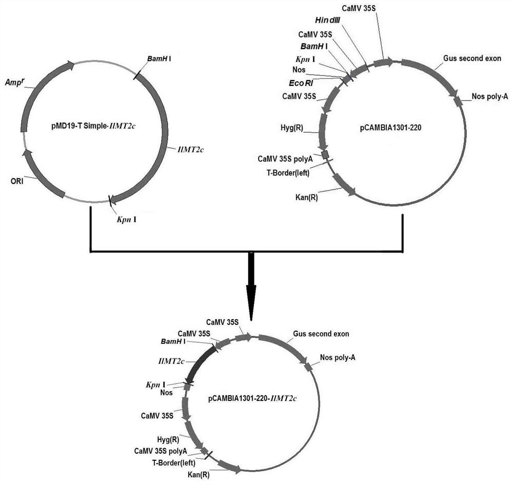 Spine metallothionein gene ilmt2c and its plant expression vector and construction method