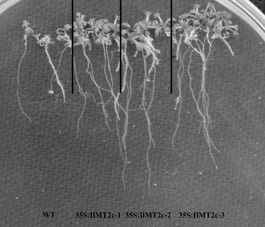 Spine metallothionein gene ilmt2c and its plant expression vector and construction method