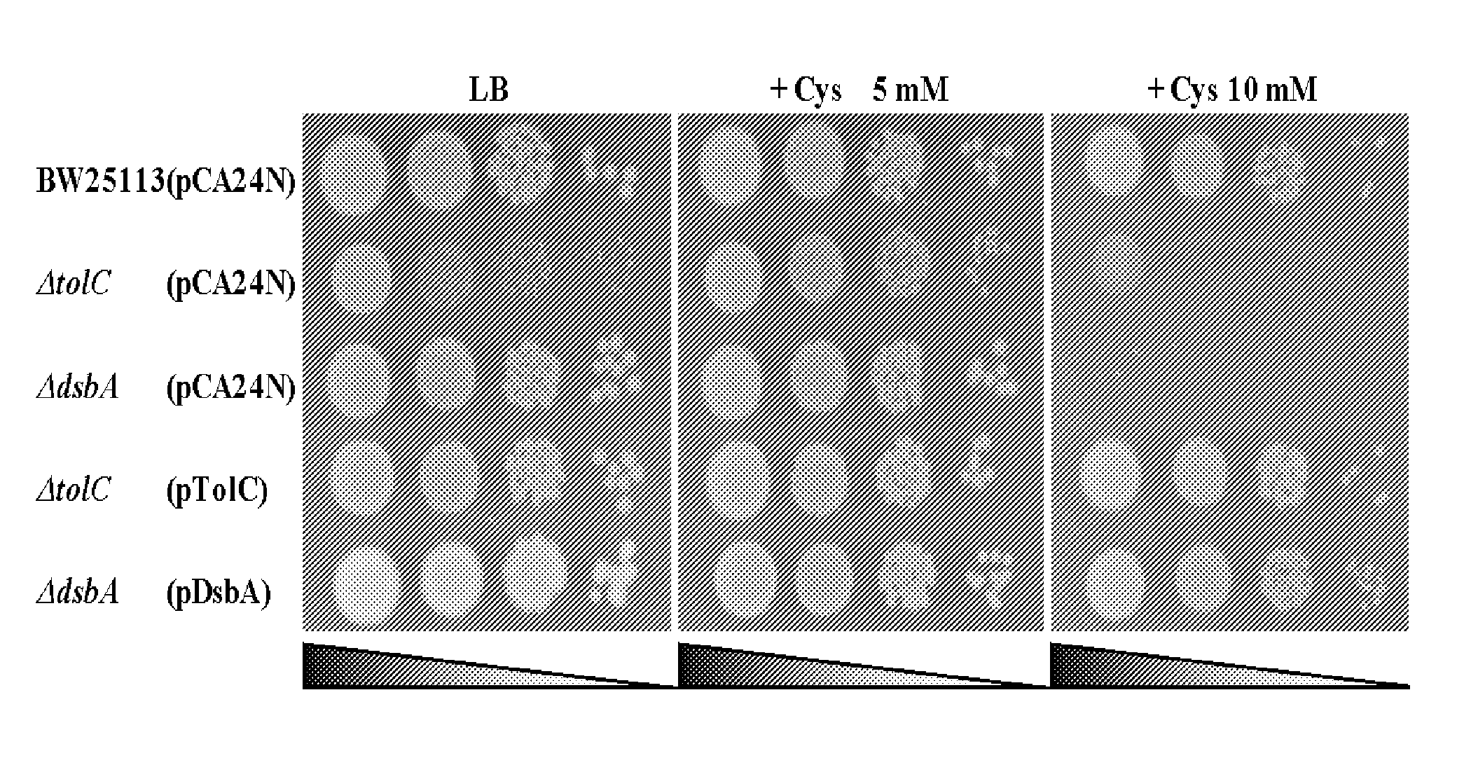 L-cysteine-producing bacterium and a method for producing l-cysteine