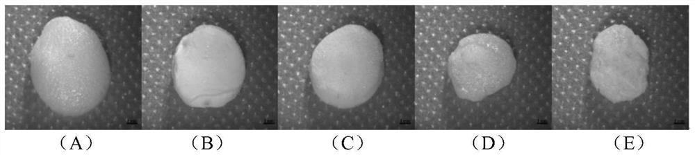 A scaffold material capable of recruiting endogenous mesenchymal stem cells and its preparation method and application