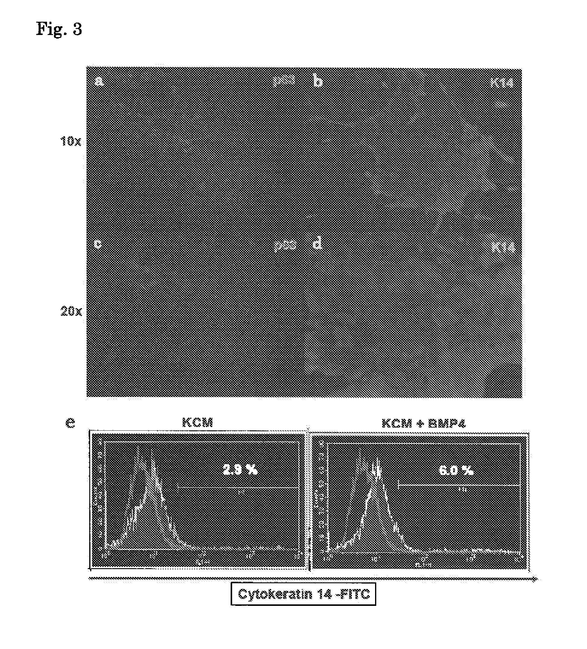 Method for inducing differentiation into epithelial progenitor cell/stem cell population and corneal epithelial cell population from induced pluripotent stem cells