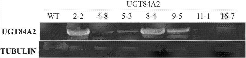 Application of glycosyl transferase UGT84A2 of Arabidopsis in regulation of flowering time of plants