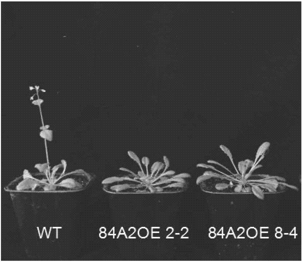Application of glycosyl transferase UGT84A2 of Arabidopsis in regulation of flowering time of plants