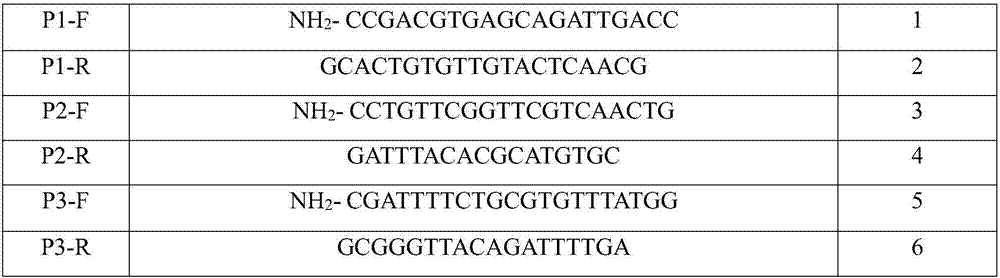 Molecular marker applied to detecting sugarcane ratoon stunting diseases and application thereof