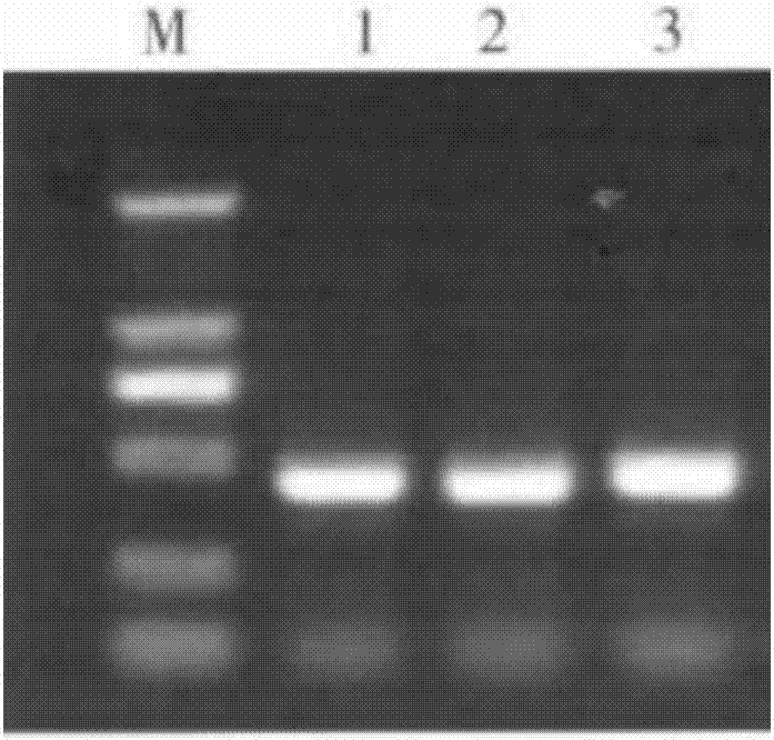 Molecular marker applied to detecting sugarcane ratoon stunting diseases and application thereof