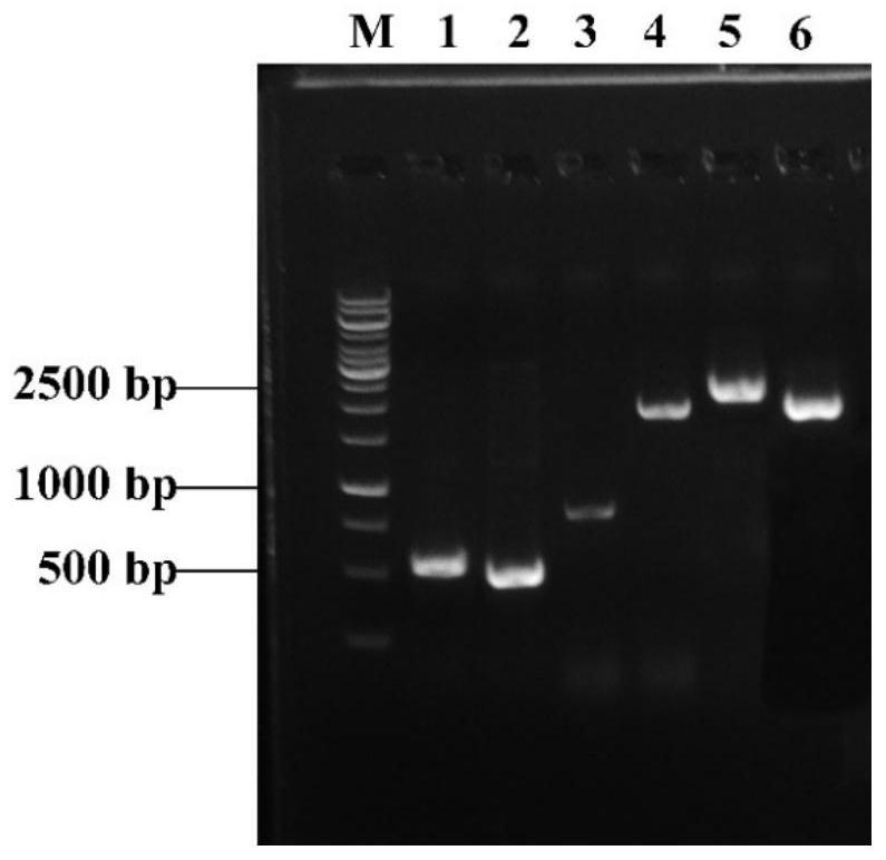 Genetically engineered bacterium for producing hydroxyectoine and application of genetically engineered bacterium