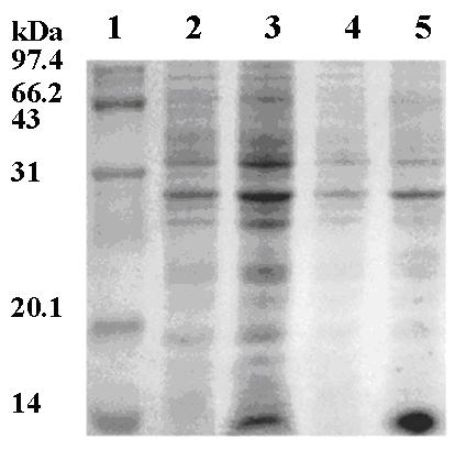 Engineering bacteria expressing active peptides and method of preparing mixed polypeptide