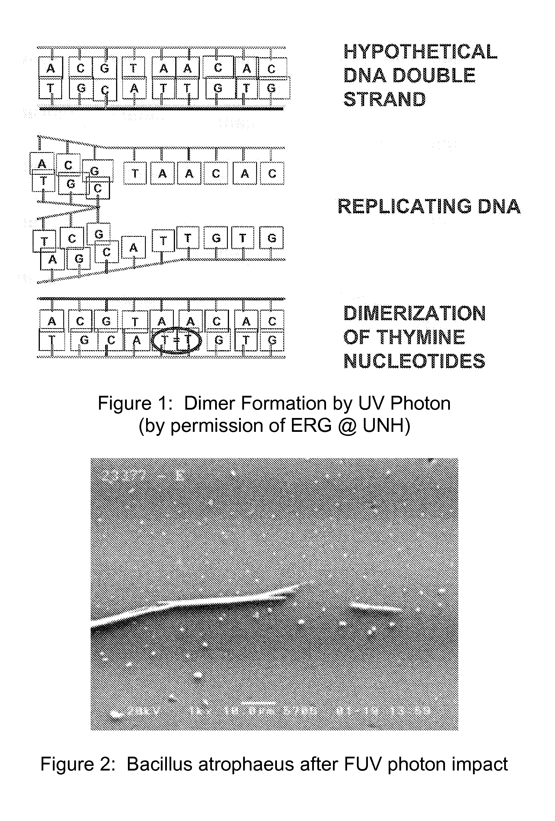 Method and Apparatus for Producing a High Level of Disinfection in Air and Surfaces