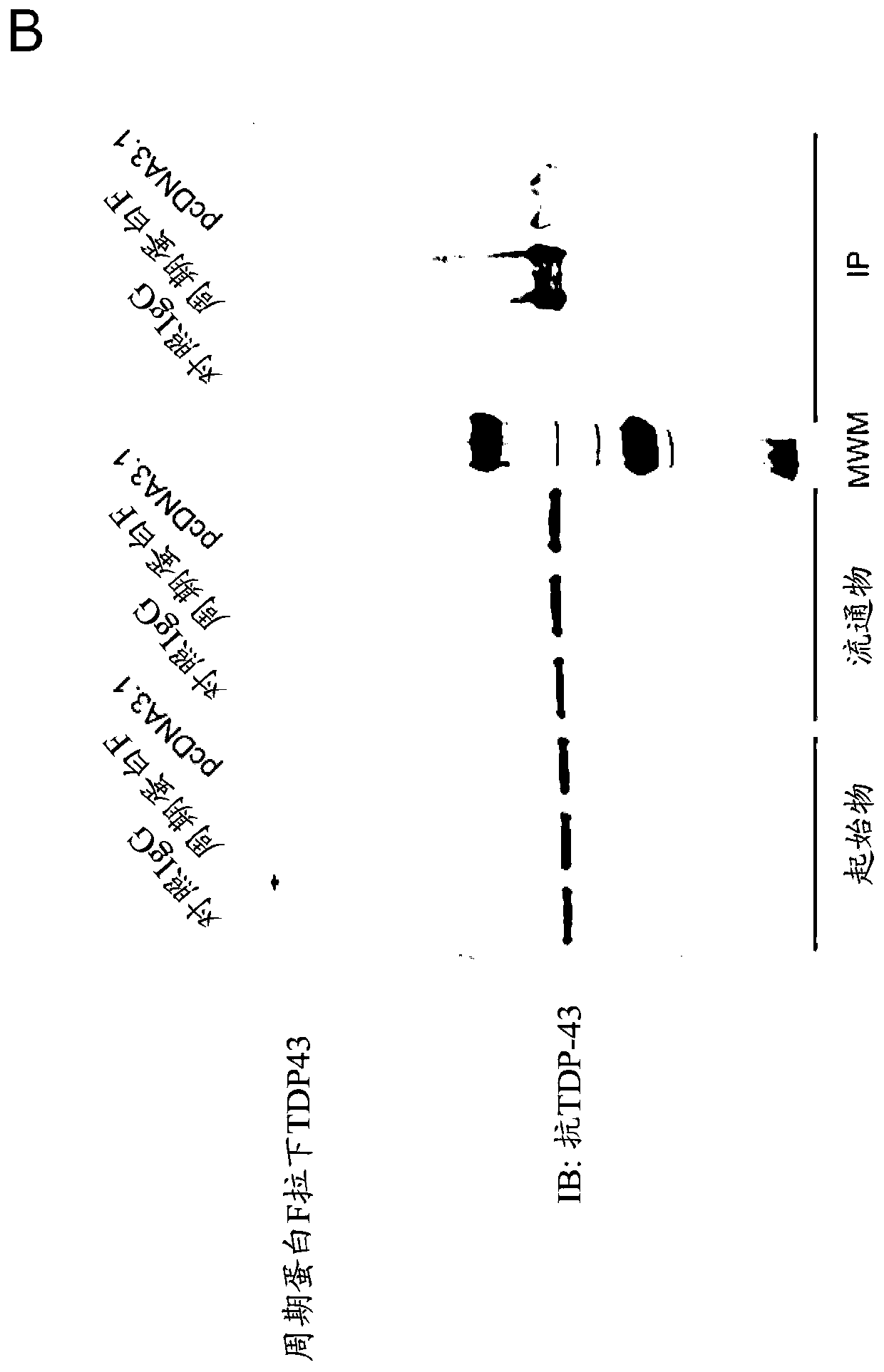 Modulation of protein accumulation and uses therefor