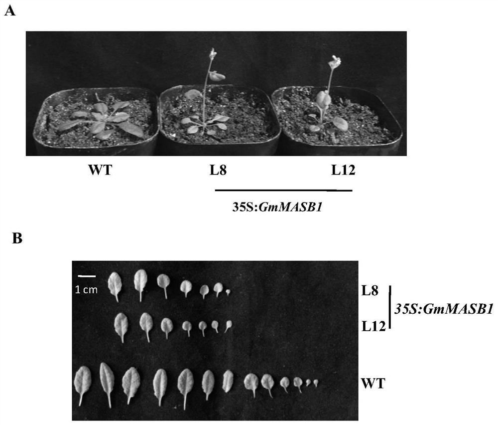 Protein related to plant flowering period as well as coding gene and application of protein