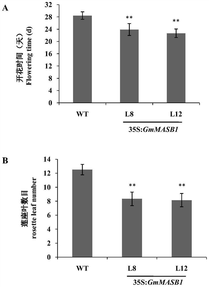 Protein related to plant flowering period as well as coding gene and application of protein