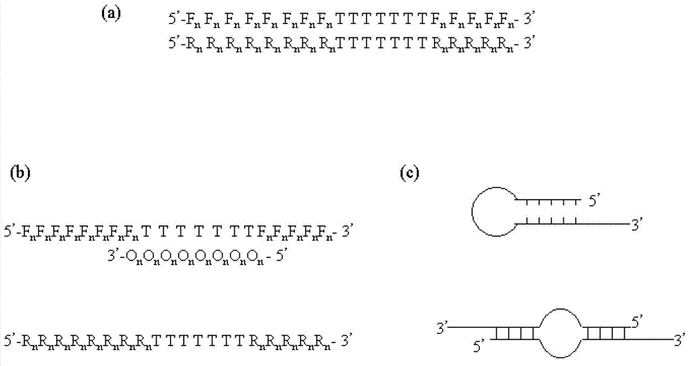 Primer middle sequence interference PCR (Polymerase Chain Reaction) technology