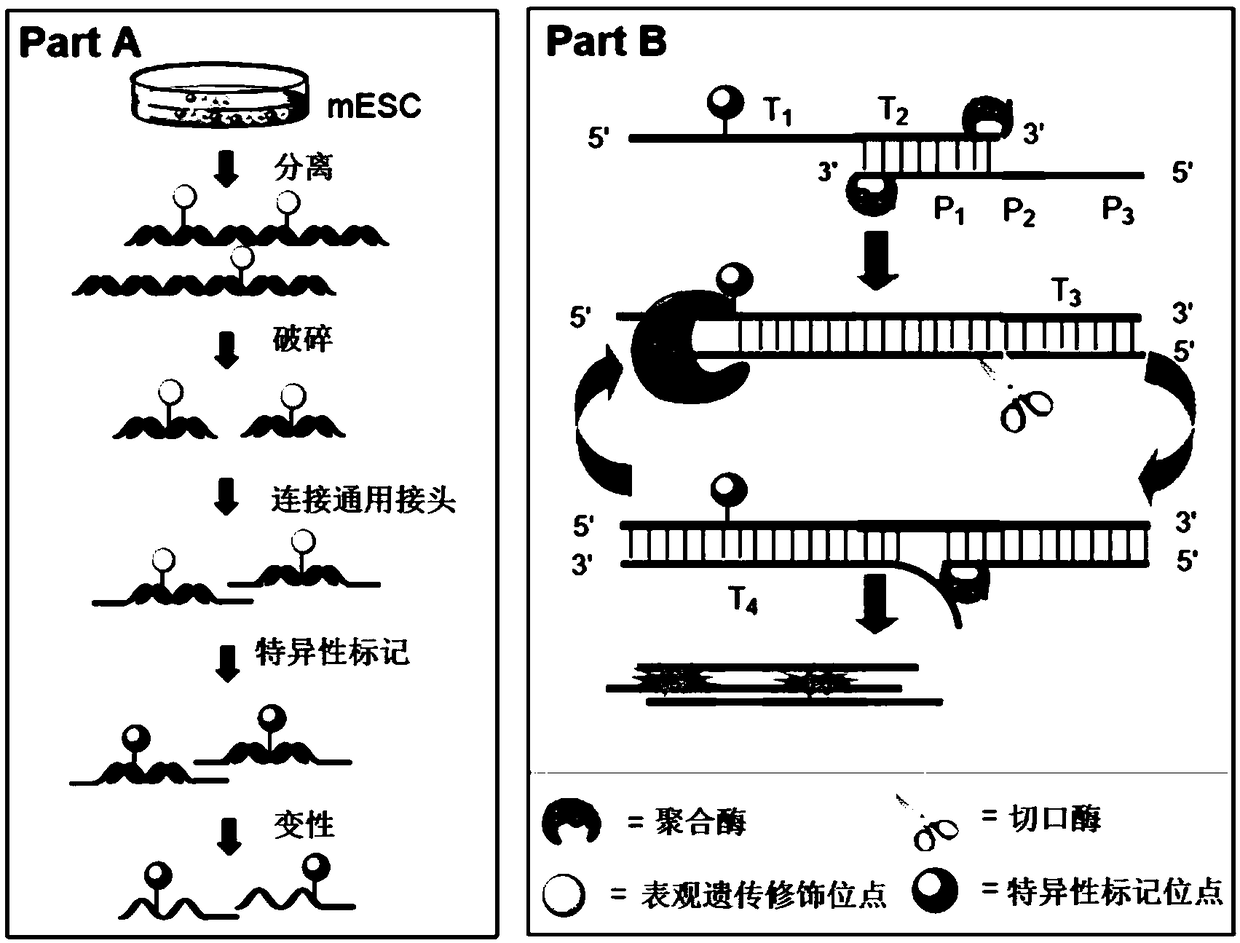 Quantitative analysis method for epigenetic modification of high-throughput nucleic acid