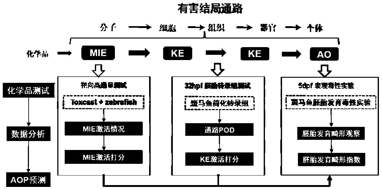 Method for predicting embryonic development toxicity of chemicals based on dose-effect simplified transcriptome