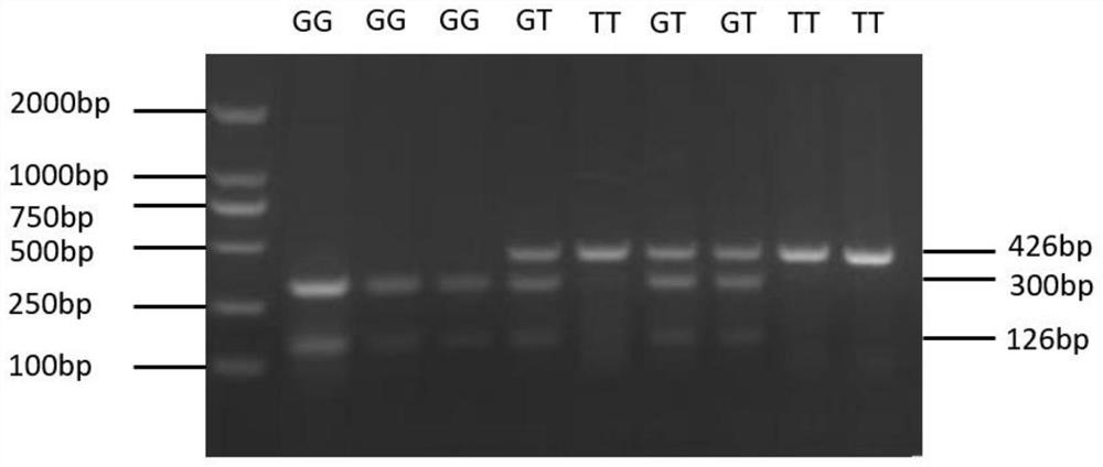 A method for identifying chicken abdominal fat mass using chicken cebpζ gene and its application