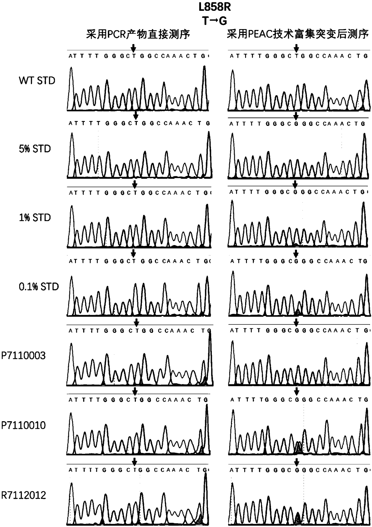 DNA probe for enriching low-frequency DNA mutations and application of DNA probe