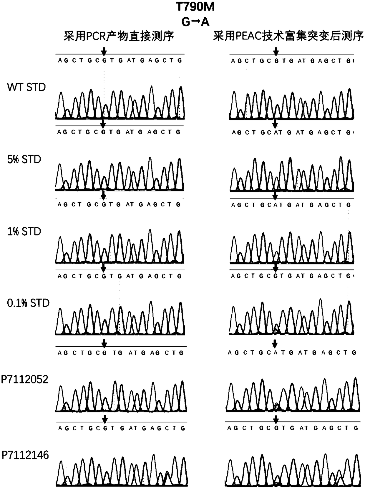 DNA probe for enriching low-frequency DNA mutations and application of DNA probe