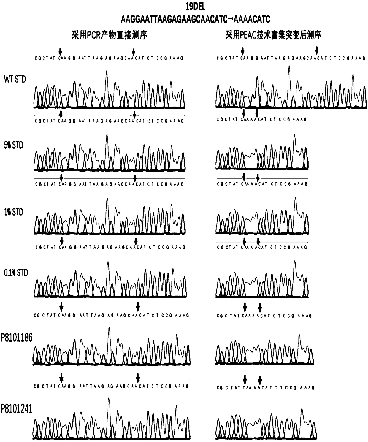 DNA probe for enriching low-frequency DNA mutations and application of DNA probe