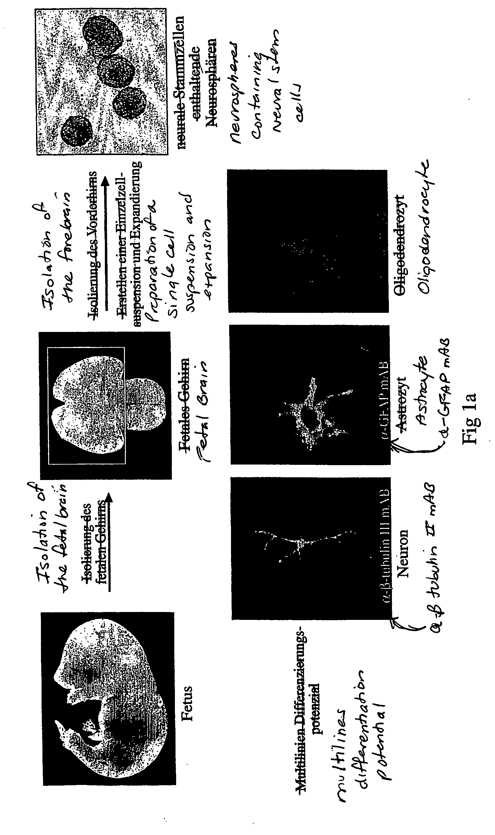 Method for producing stem cells with increased developmental potential