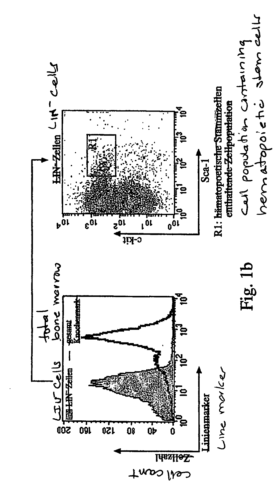 Method for producing stem cells with increased developmental potential