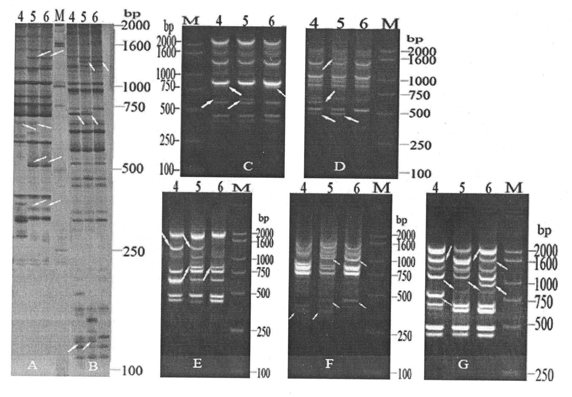 Method for establishing DNA (deoxyribonucleic acid) fingerprint of green vegetable hybrid and application thereof