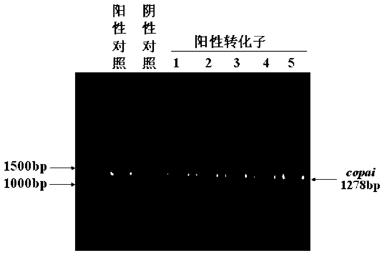 New linoleic acid isomerase gene, and vector and strain containing same