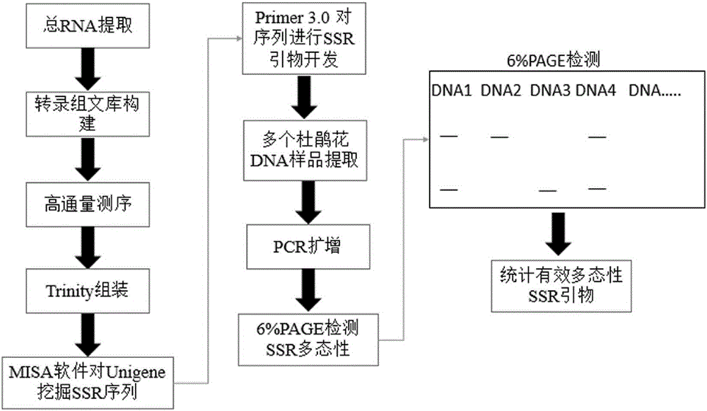 SSR molecular marker primer based on transcriptome data of azalea as well as screening method and application of SSR molecular marker primer