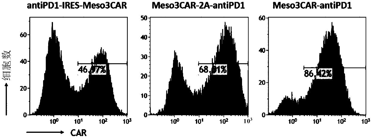 Chimeric antigen receptor-modified T cells capable of self-expressing PD-1 antibody and targeting mesothelin and uses thereof