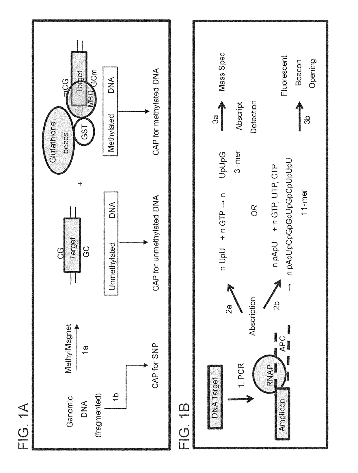 ABORTIVE PROMOTER CASSETTES AND METHODS FOR FUSION TO TARGETS AND QUANTITATIVE CpG ISLAND METHYLATION DETECTION USING THE SAME