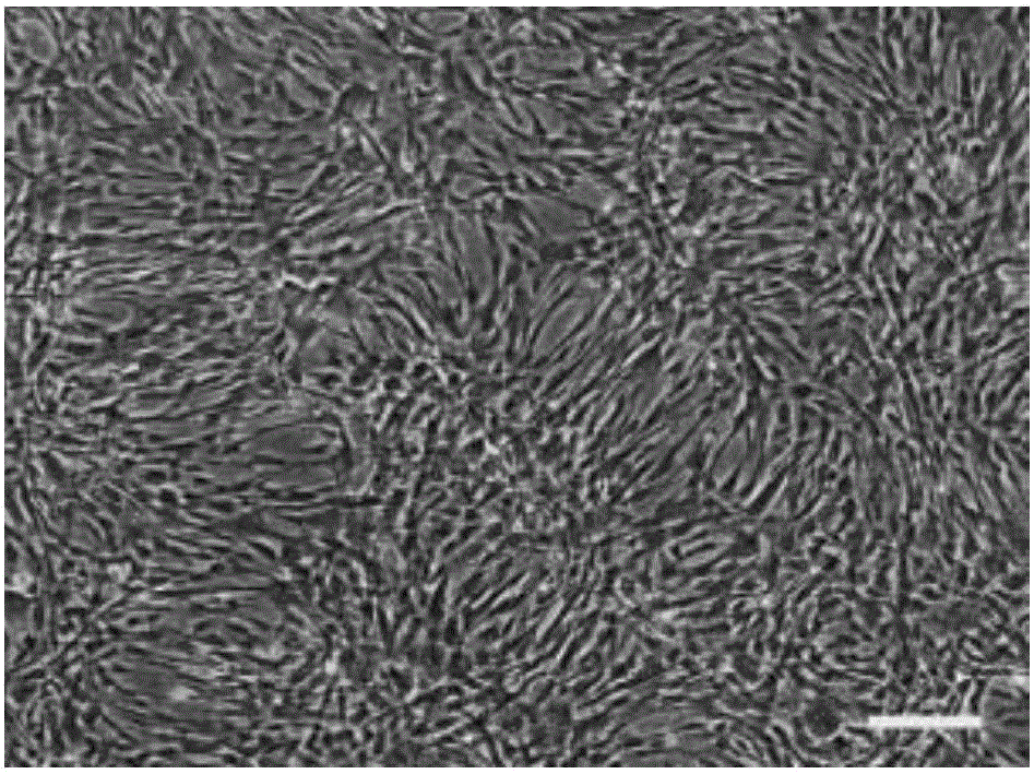 Method for preparing mesenchymal stem cell by fully utilizing umbilical cord resources