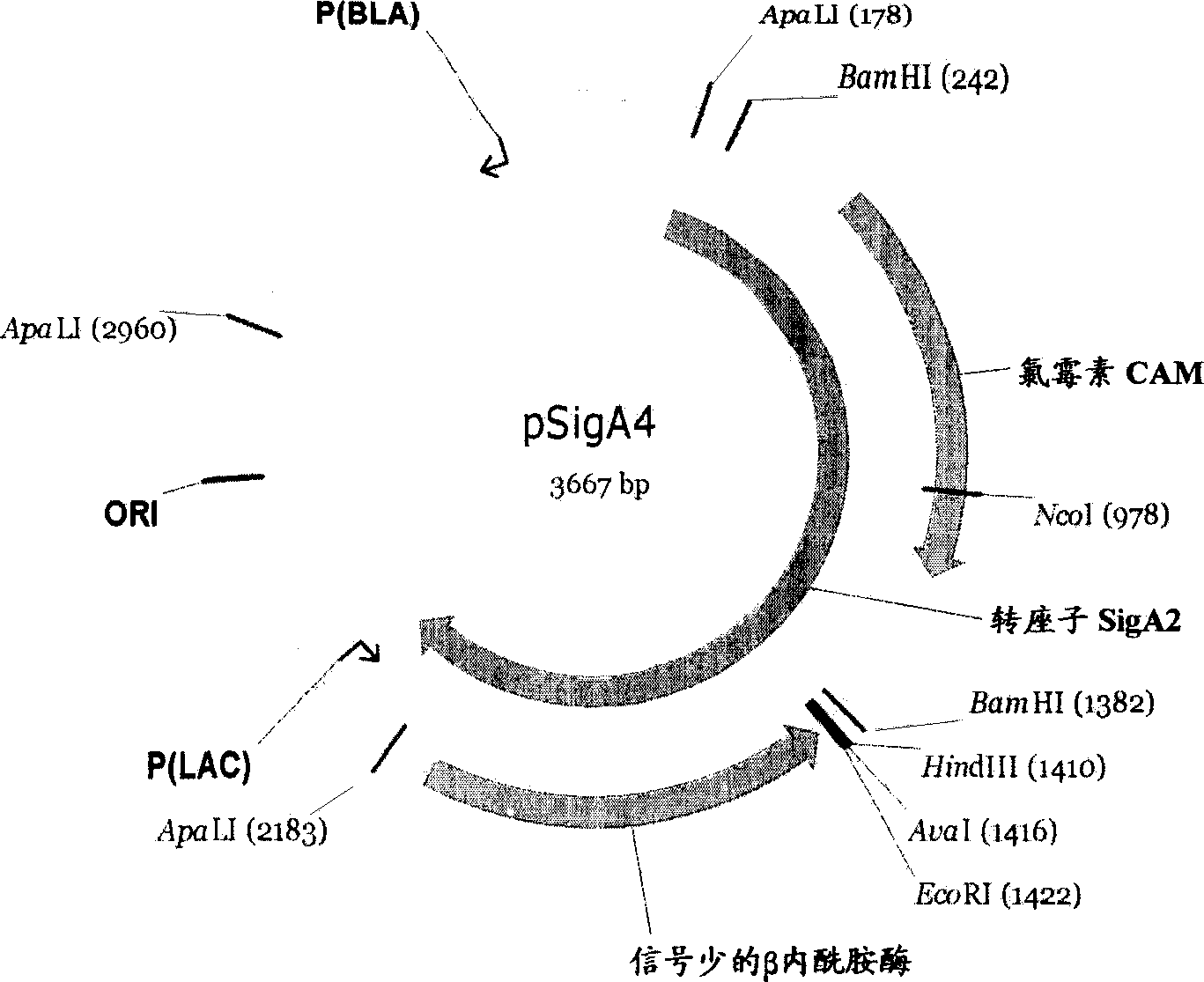 Botryosphaeria rhodina polypeptide