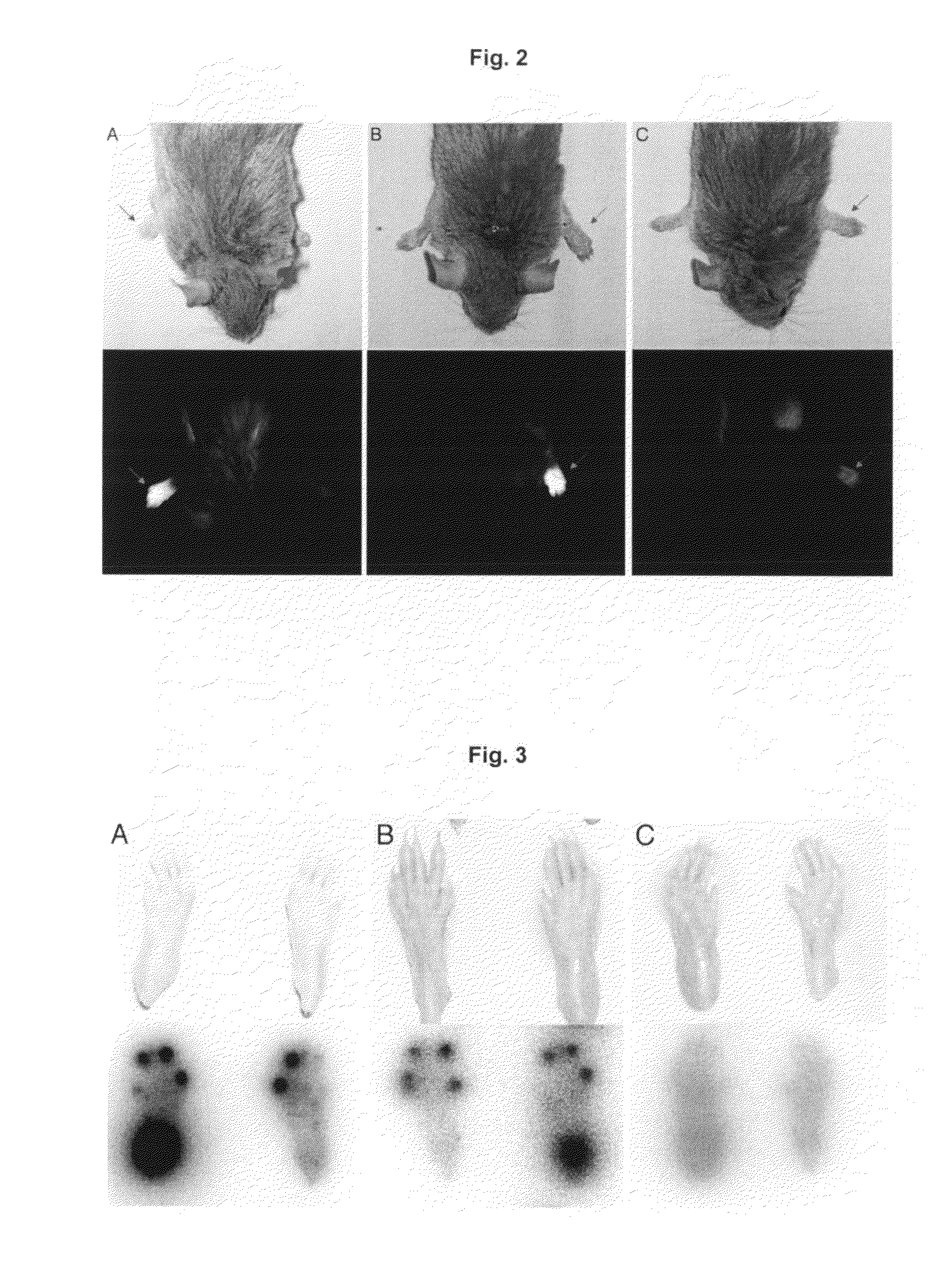 Antibody-Targeted Cytokines for Therapy