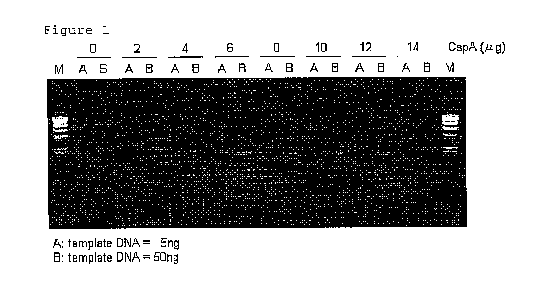 Cold Shock Protein Compositions and Methods and Kits for the Use Thereof