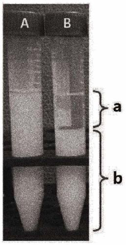 Fluorine coating agent having enhanced dental tubule permeability and coating endurance and method for preparing same