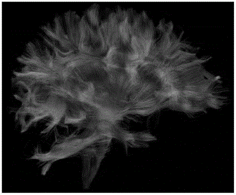 A spatial rendering method and system for brain nerve fibers