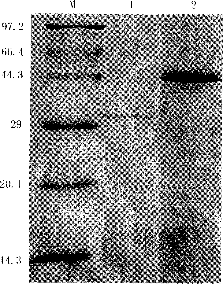 Vaccine for fish and application