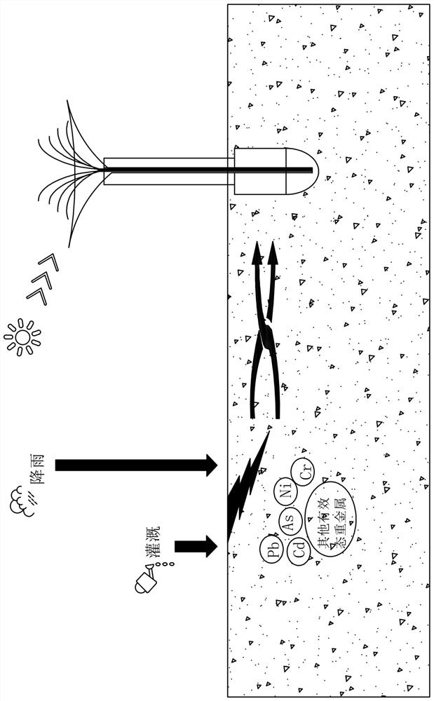 A biomimetic plant based on accelerated transpiration removal of soil heavy metal pollution and its application