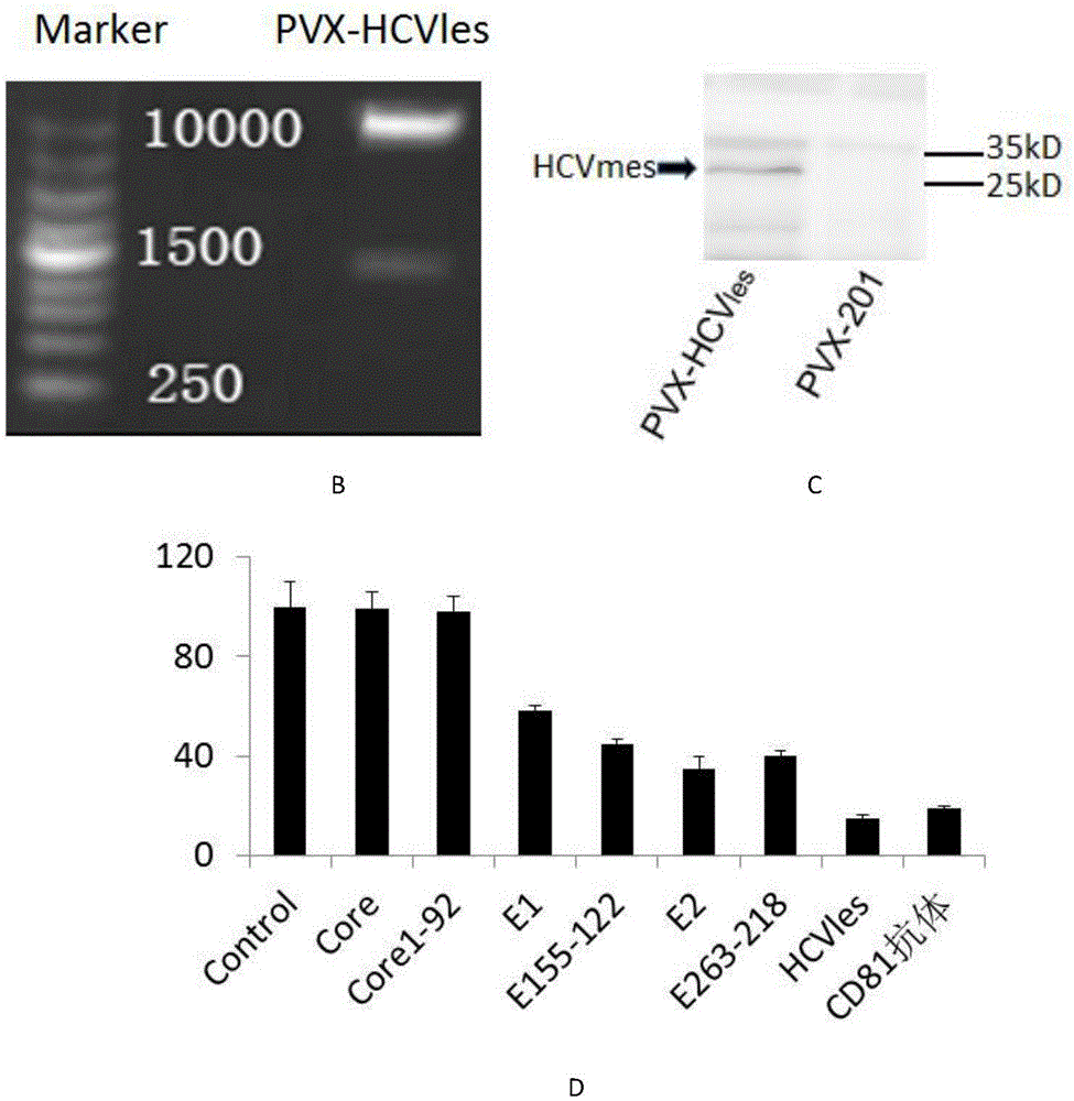 Hepatitis C virus fusion antigen protein and application thereof