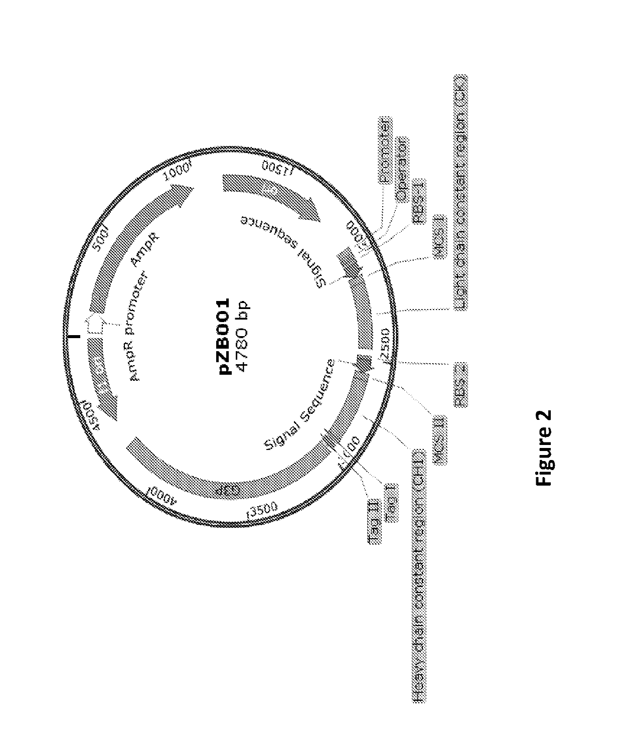 Vectors for cloning and expression of proteins, methods and applications thereof