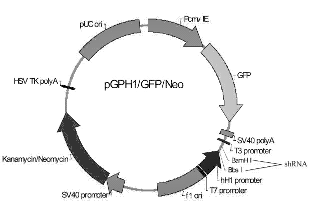 Method for preparing porcine circovirus type 2 high-sensitivity cell line
